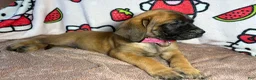 English Mastiff dogs for sale: Sassy (Hot Pink) - Ad 2