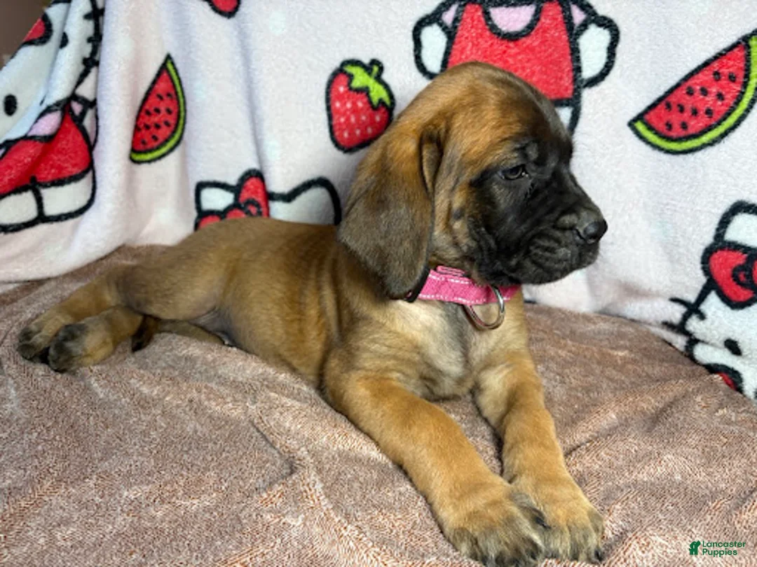 English Mastiff dogs for sale: Sassy (Hot Pink) - Ad 2