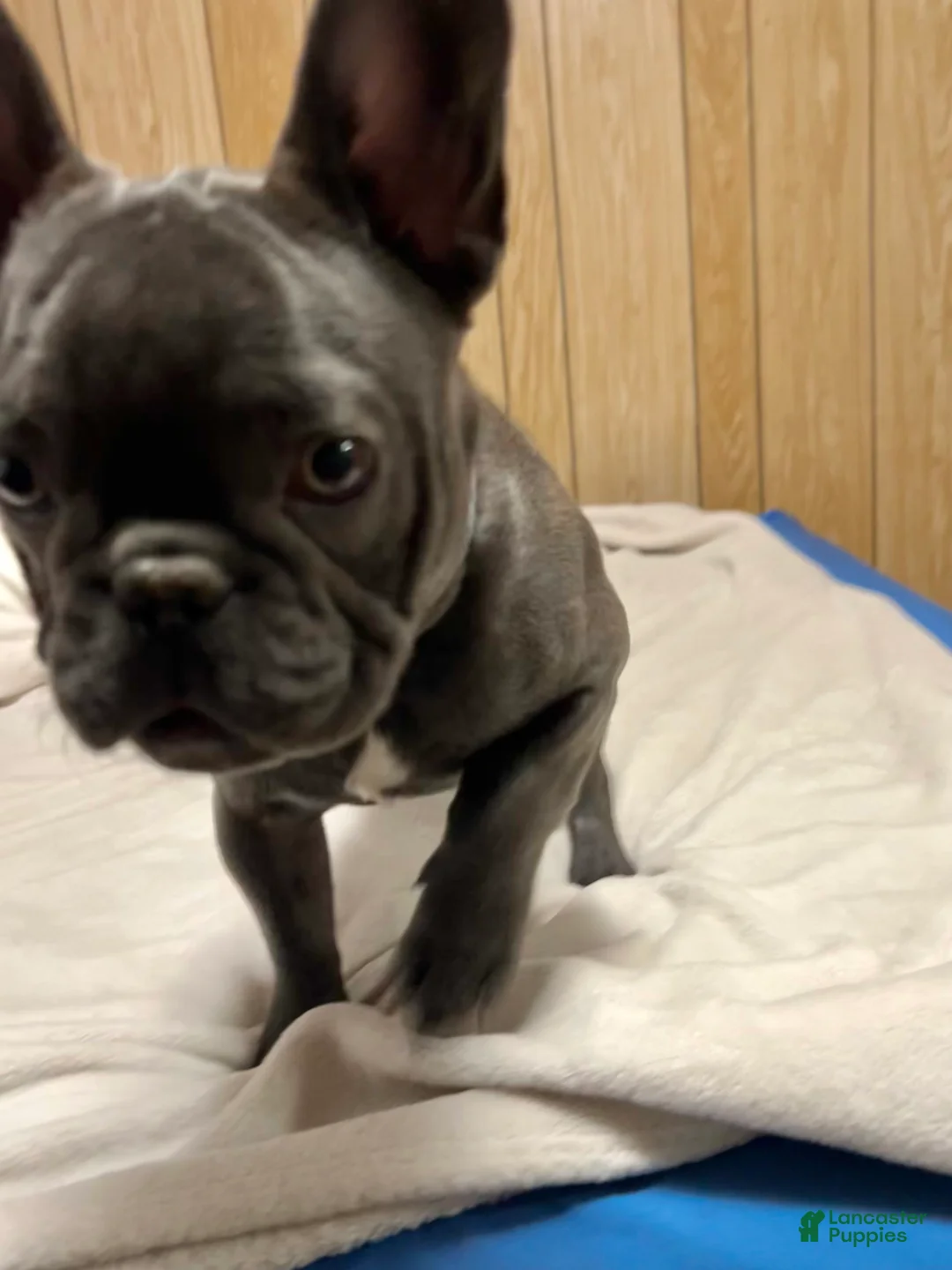 French Bulldog dogs for sale: French Bulldog Puppy 1 - Ad 5
