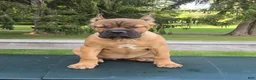 Cane Corso dogs for sale: Sonya - Ad 5