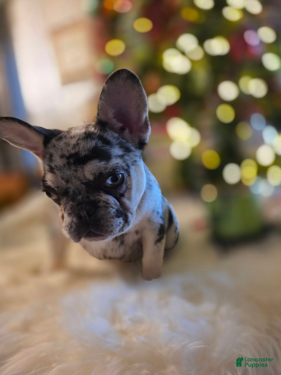 French Bulldog dogs for sale: French Bulldog Puppy 3 - Ad 2