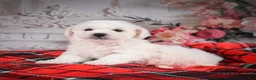 Bichon Frise dogs for sale: AKC-Rolo - Ad 11