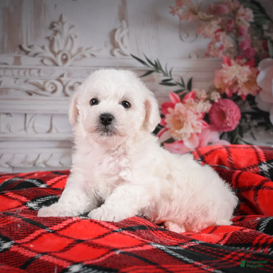 Bichon Frise dogs for sale: AKC-Rolo - Ad 11