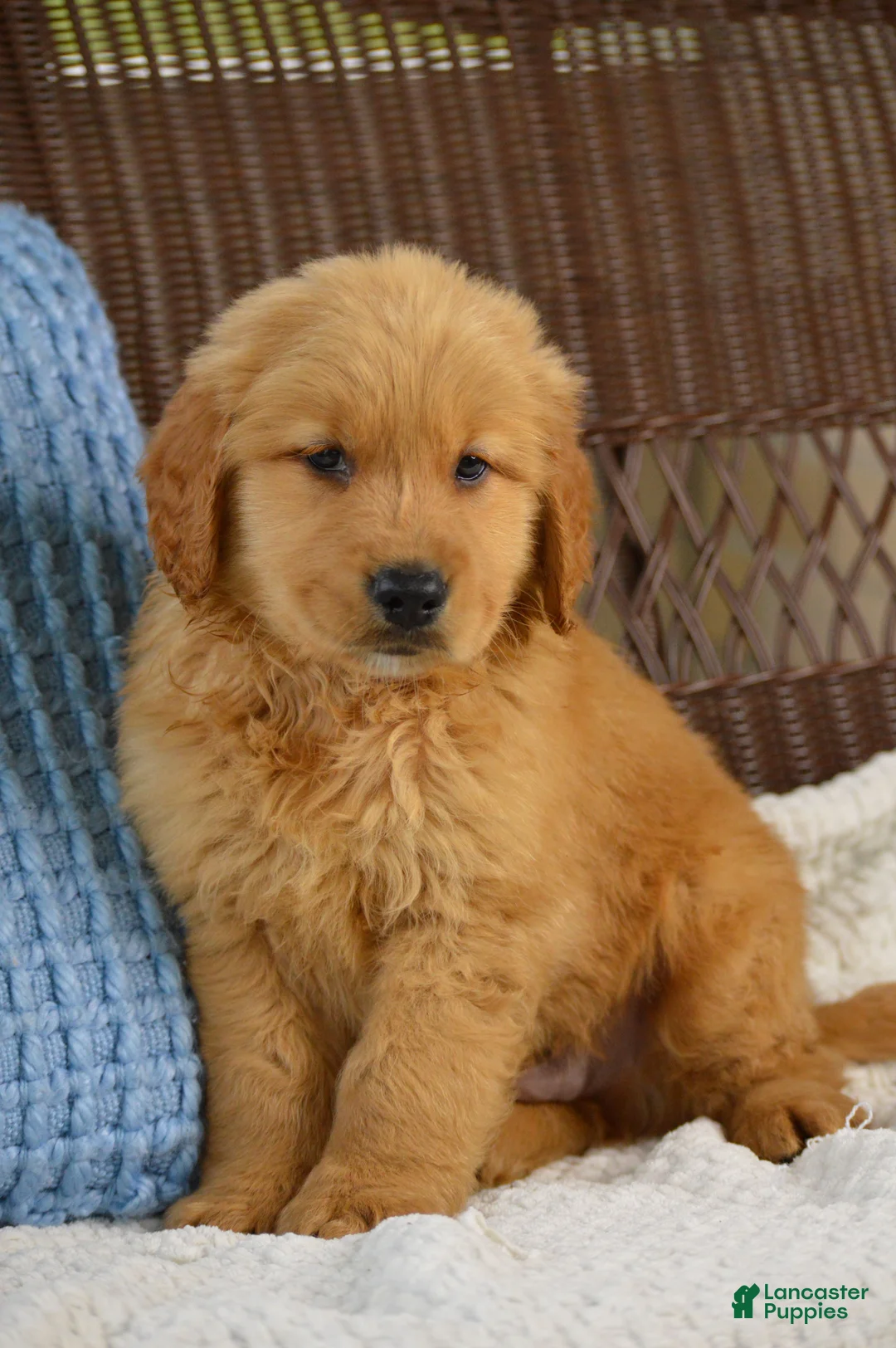 Golden Retriever dogs for sale: Bandit - Ad 1