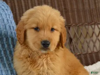 Golden Retriever dogs for sale: Bandit - Ad 4