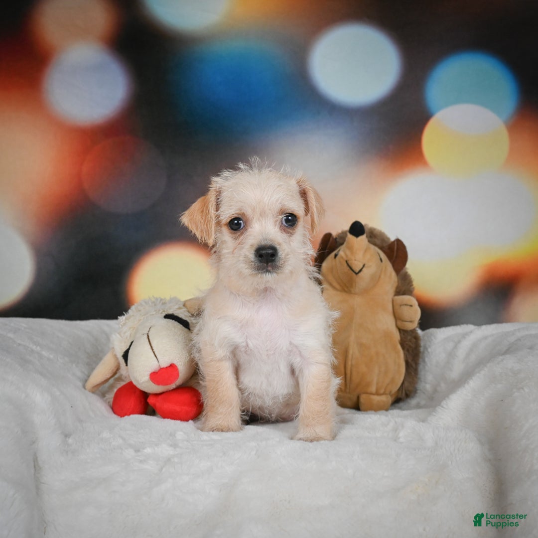 Chihuahua dogs for sale: Hadassah - Ad 2