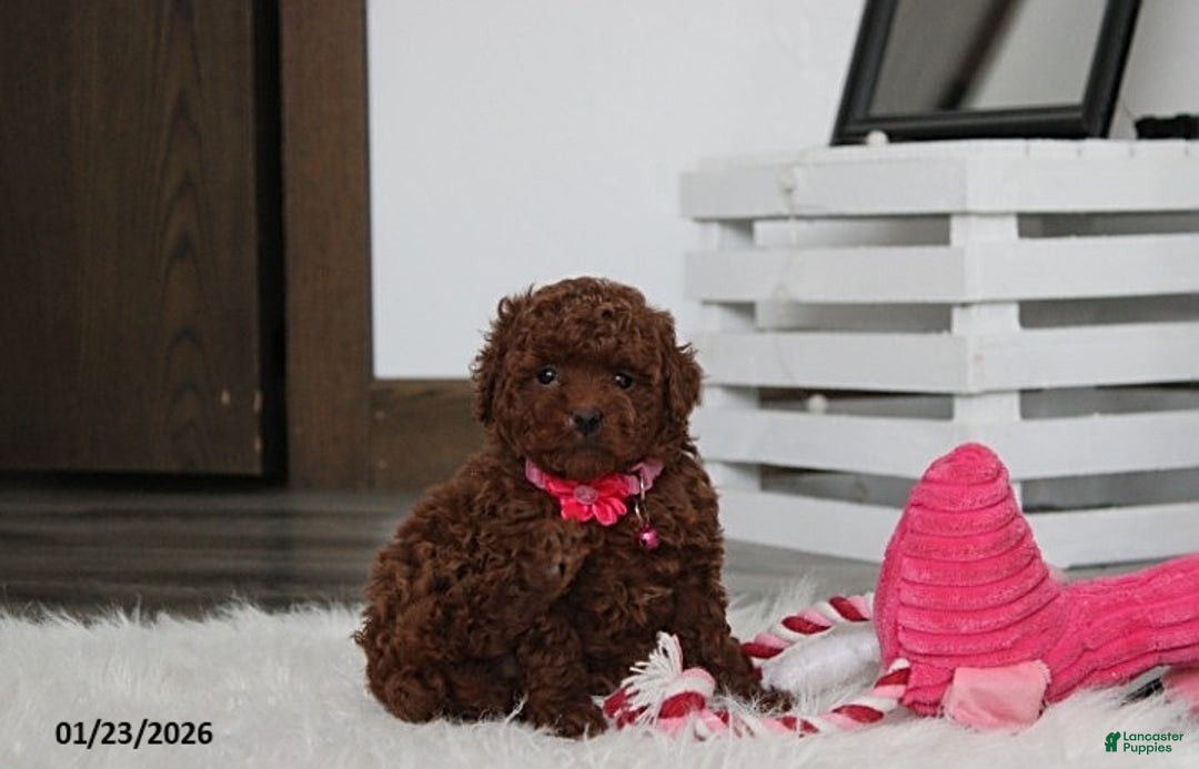 Toy Poodle dogs for sale: Abby - Ad 6