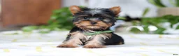 Yorkshire Terrier dogs for sale: Beau - Ad 6