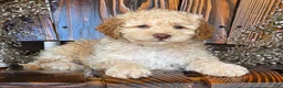 Cockapoo dogs for sale: Houston - Ad 5