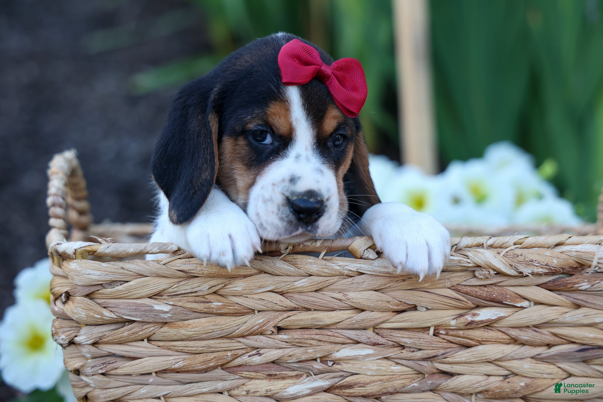 Beagle dogs  Cody 🐾🐶 - Ad 1