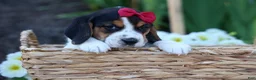 Beagle dogs for sale:  Cody 🐾🐶 - Ad 1