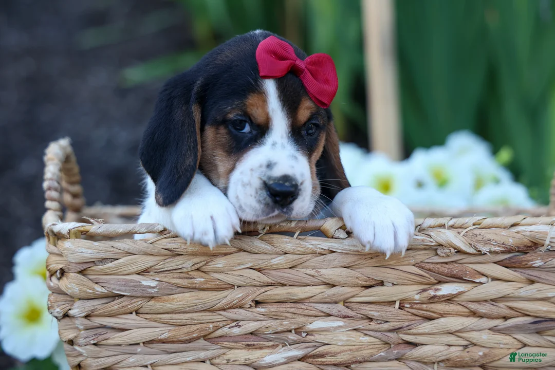 Beagle dogs for sale:  Cody 🐾🐶 - Ad 1