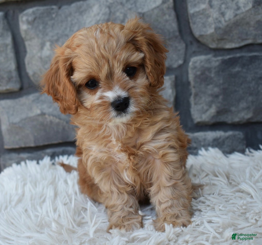 Cavapoo dogs Skye - Ad 1
