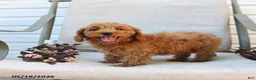 Cockapoo dogs for sale: Jaden - Ad 8