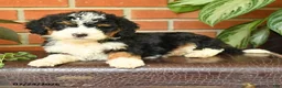 Bernedoodle dogs for sale: Jenifer - Ad 4