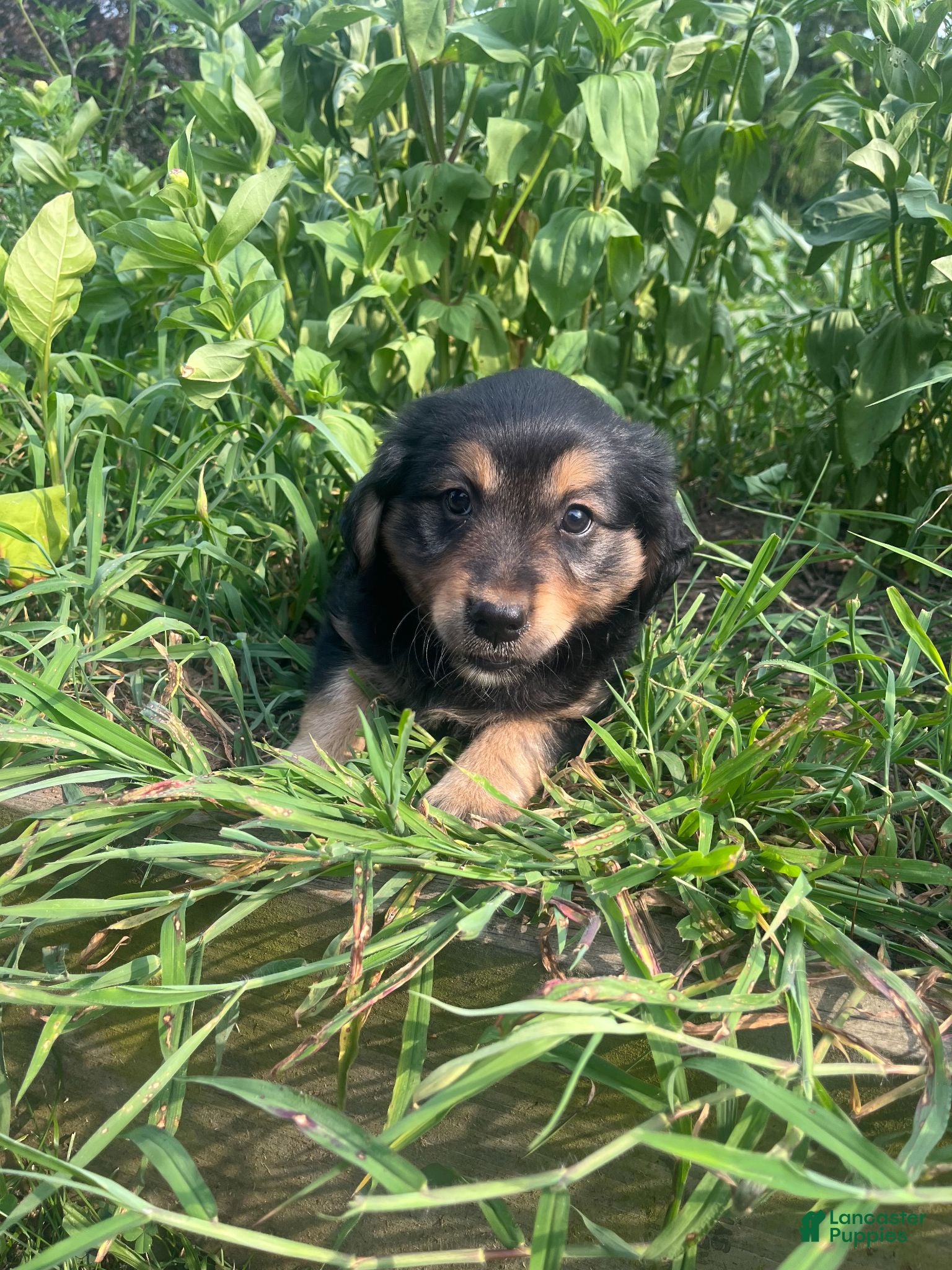 Mixed Breed dogs Lilly - Ad 1