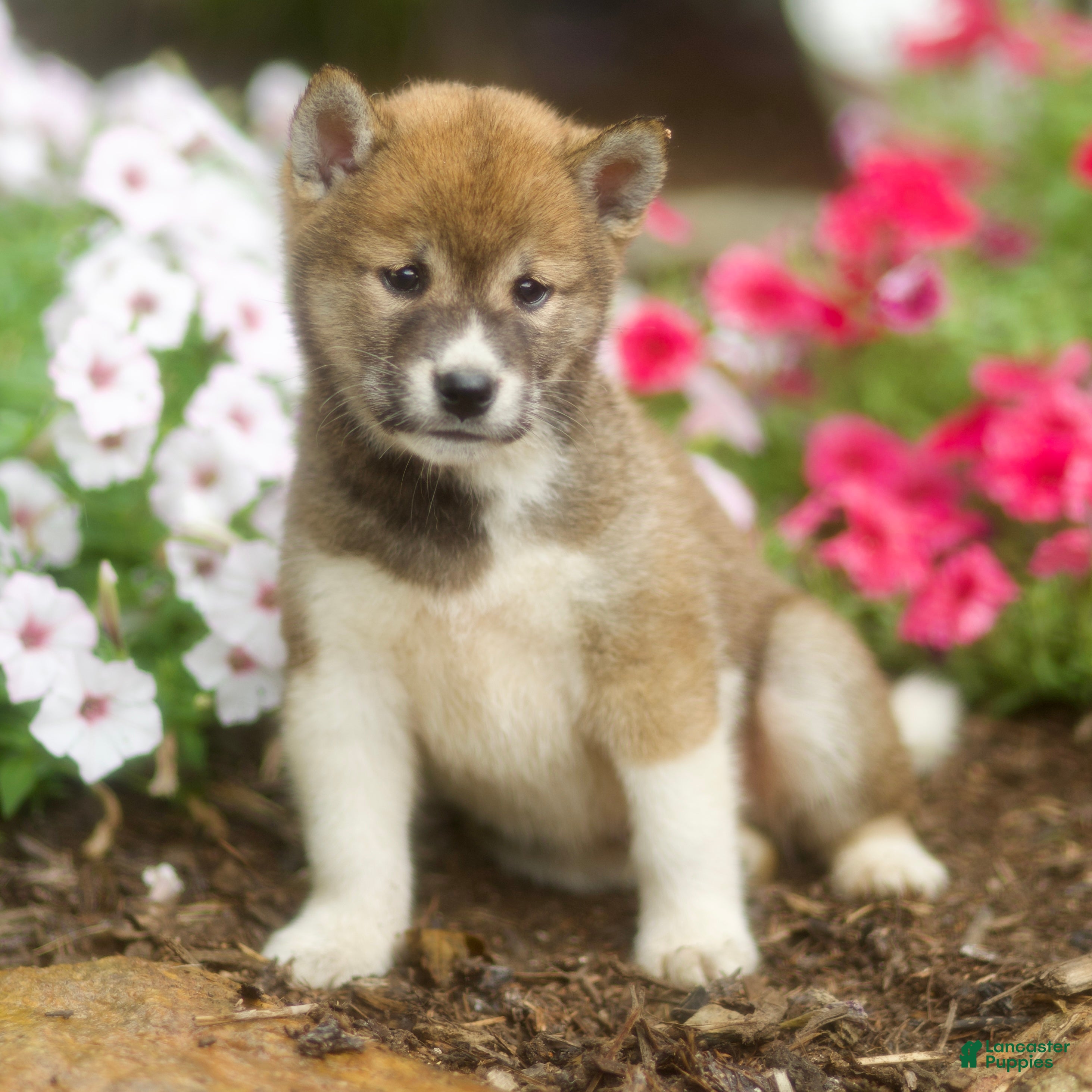 Shiba Inu dogs Leo - Ad 2