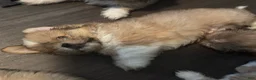 Mixed Breed dogs for sale: Peke-Tzu Pup 2 - Ad 5