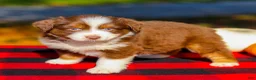 Miniature Australian Shepherd dogs for sale: Ace - Ad 3
