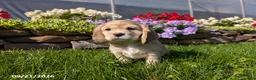 Cocker Spaniel dogs for sale: Amanda - Ad 4