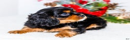 Cavalier King Charles Spaniel dogs for sale: Kringle - Ad 3