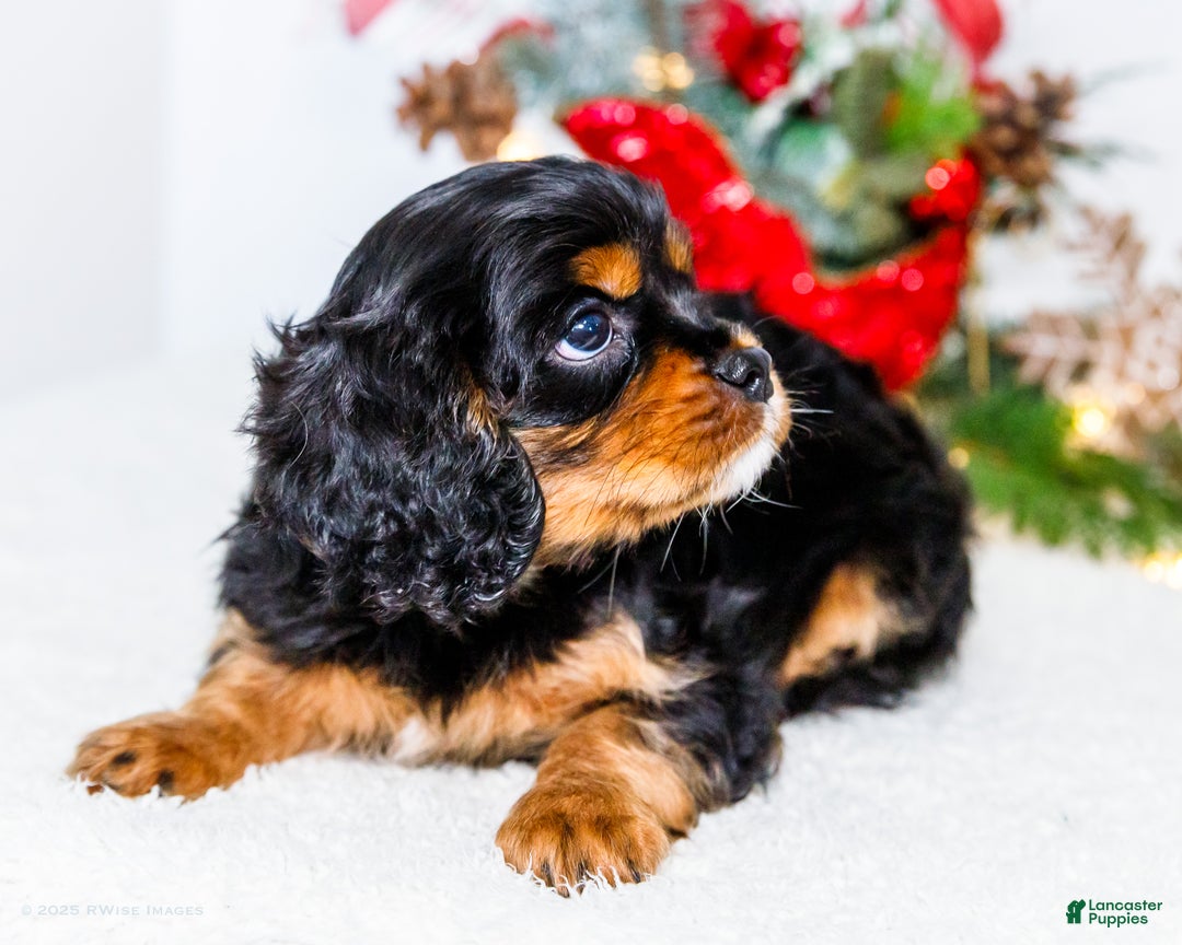 Cavalier King Charles Spaniel dogs for sale: Kringle - Ad 3