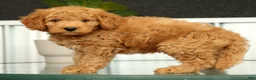 Mini Goldendoodle dogs for sale: Sunny - Ad 3