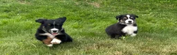 Miniature Australian Shepherd dogs for sale: Miniature Australian Shepherd Puppy 10 - Ad 7