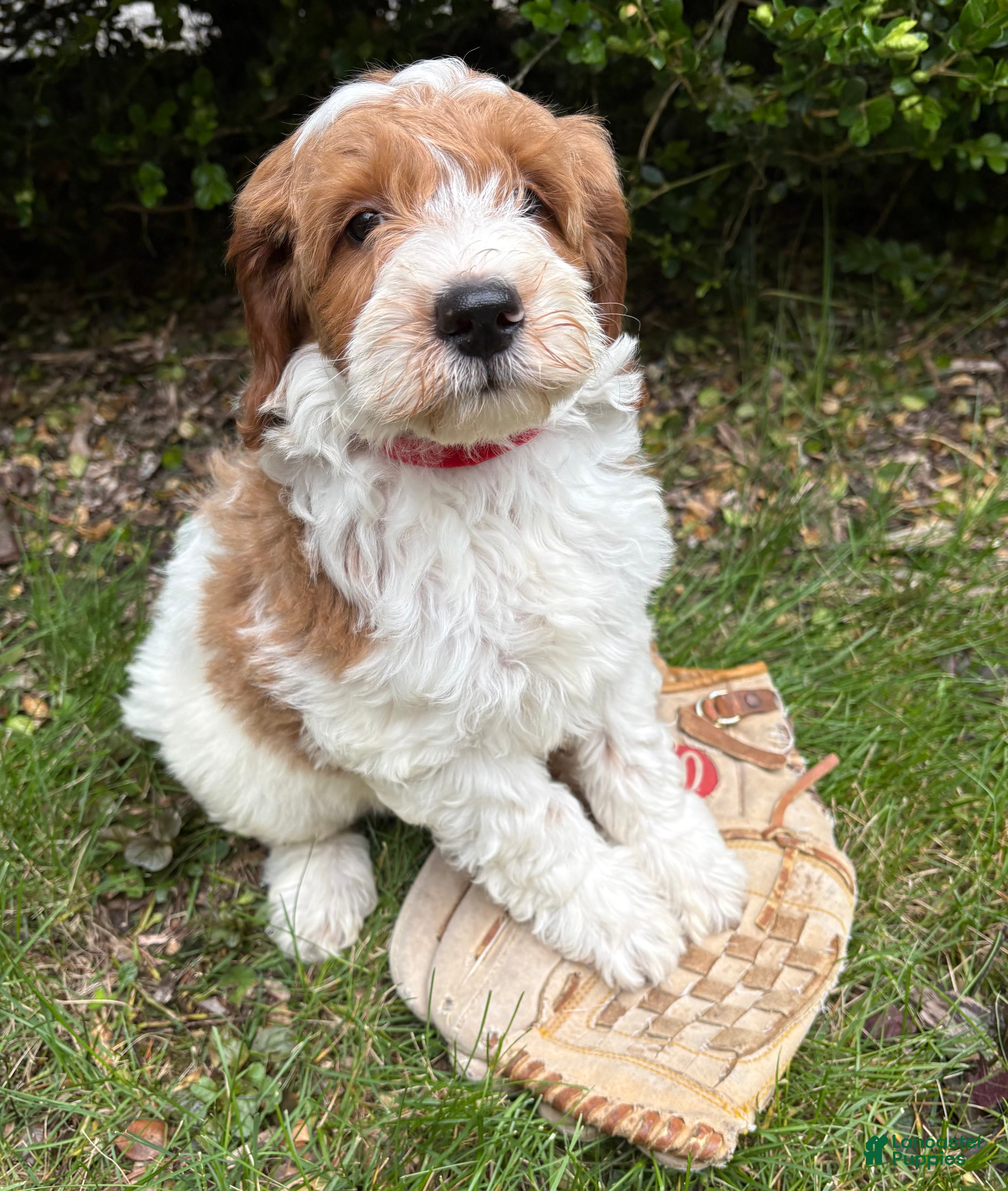 Goldendoodle dogs Anson - Ad 2
