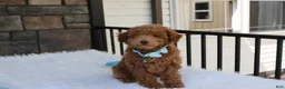 Bichpoo dogs for sale: Flynn  - Ad 2