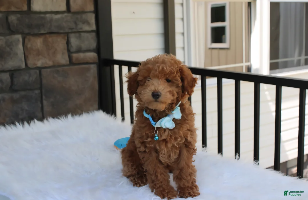 Bichpoo dogs for sale: Flynn  - Ad 2