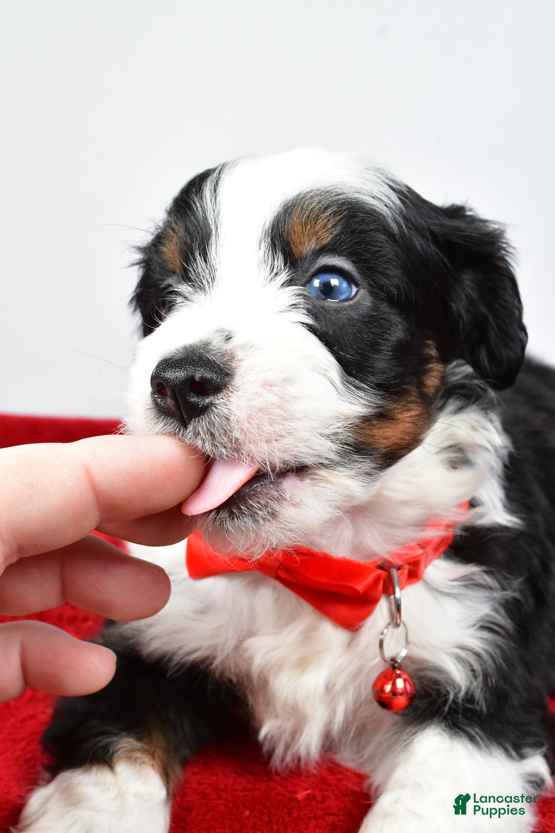 Mini Aussiedoodle dogs for sale: Shadow - Ad 3