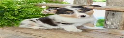 Mixed Breed dogs for sale: Mabel - Ad 3