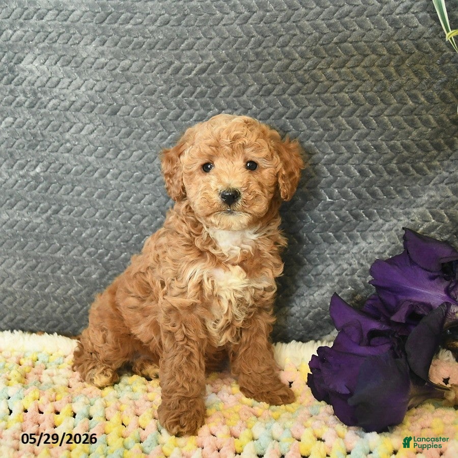 Mini Goldendoodle dogs for sale: Diamond  - Ad 3