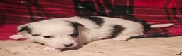 Chihuahua dogs for sale: Elmo - Ad 6