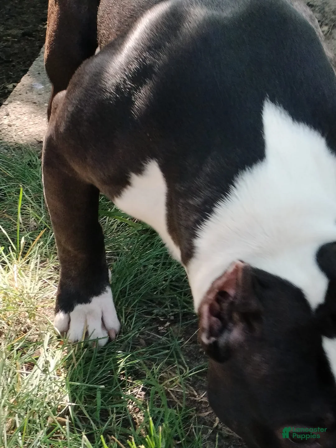 American Bully dogs for sale: Yoyo - Ad 2