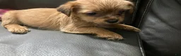 Mixed Breed dogs for sale: Honey - Ad 3