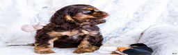 Cocker Spaniel dogs for sale: Freddy - Ad 5