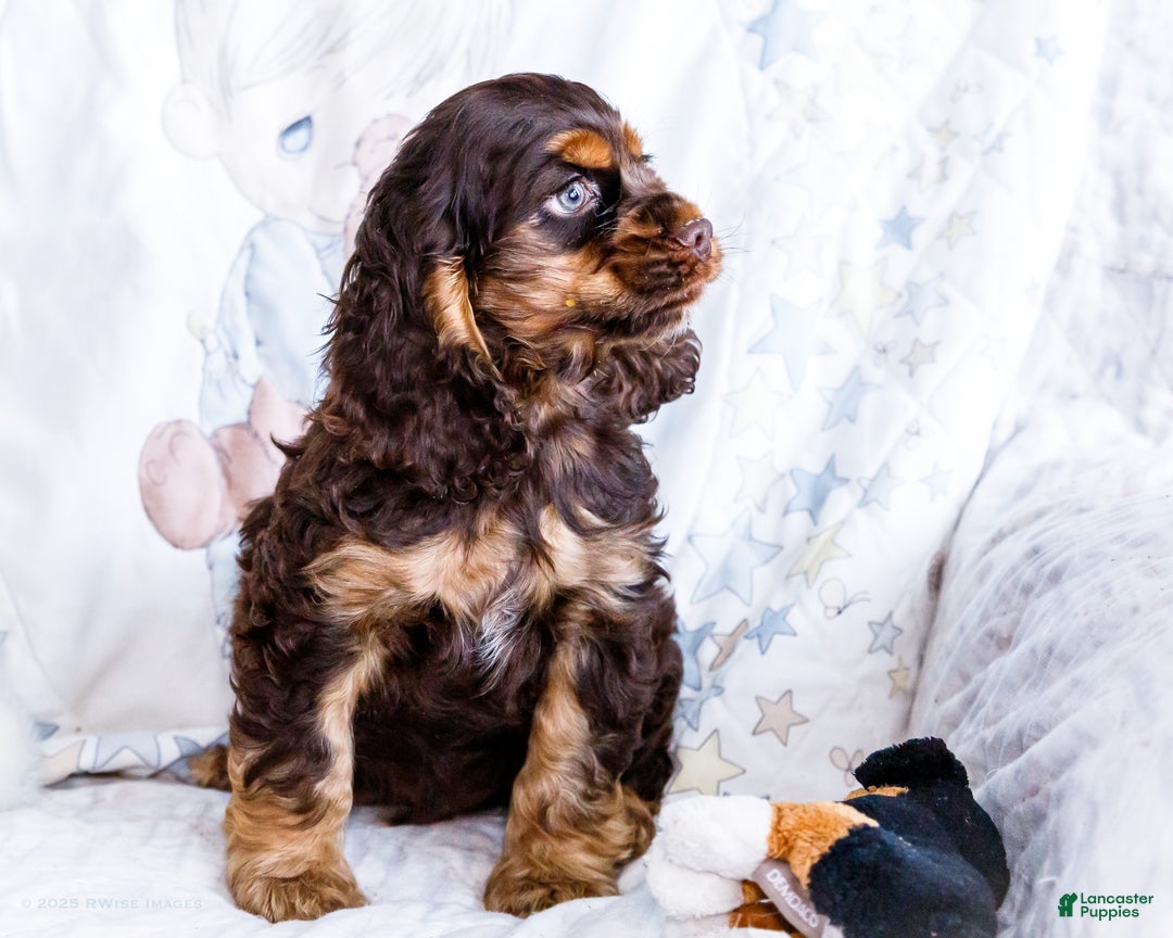 Cocker Spaniel dogs for sale: Freddy - Ad 5