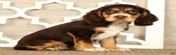Cocker Spaniel dogs for sale: Thomas - Ad 4
