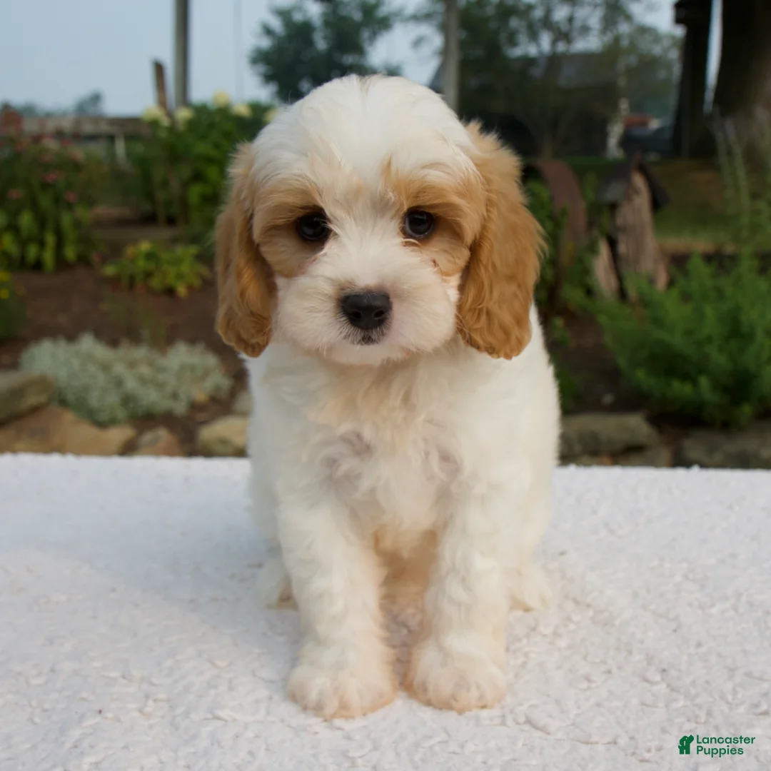 Cavapoo dogs for sale: Dakota - Ad 1