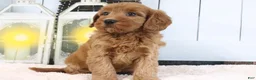 Mini Goldendoodle dogs for sale: Libby - Ad 4