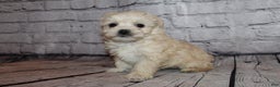 Morkie dogs for sale: Joy - Ad 2