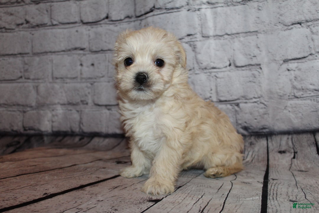 Morkie dogs for sale: Joy - Ad 2