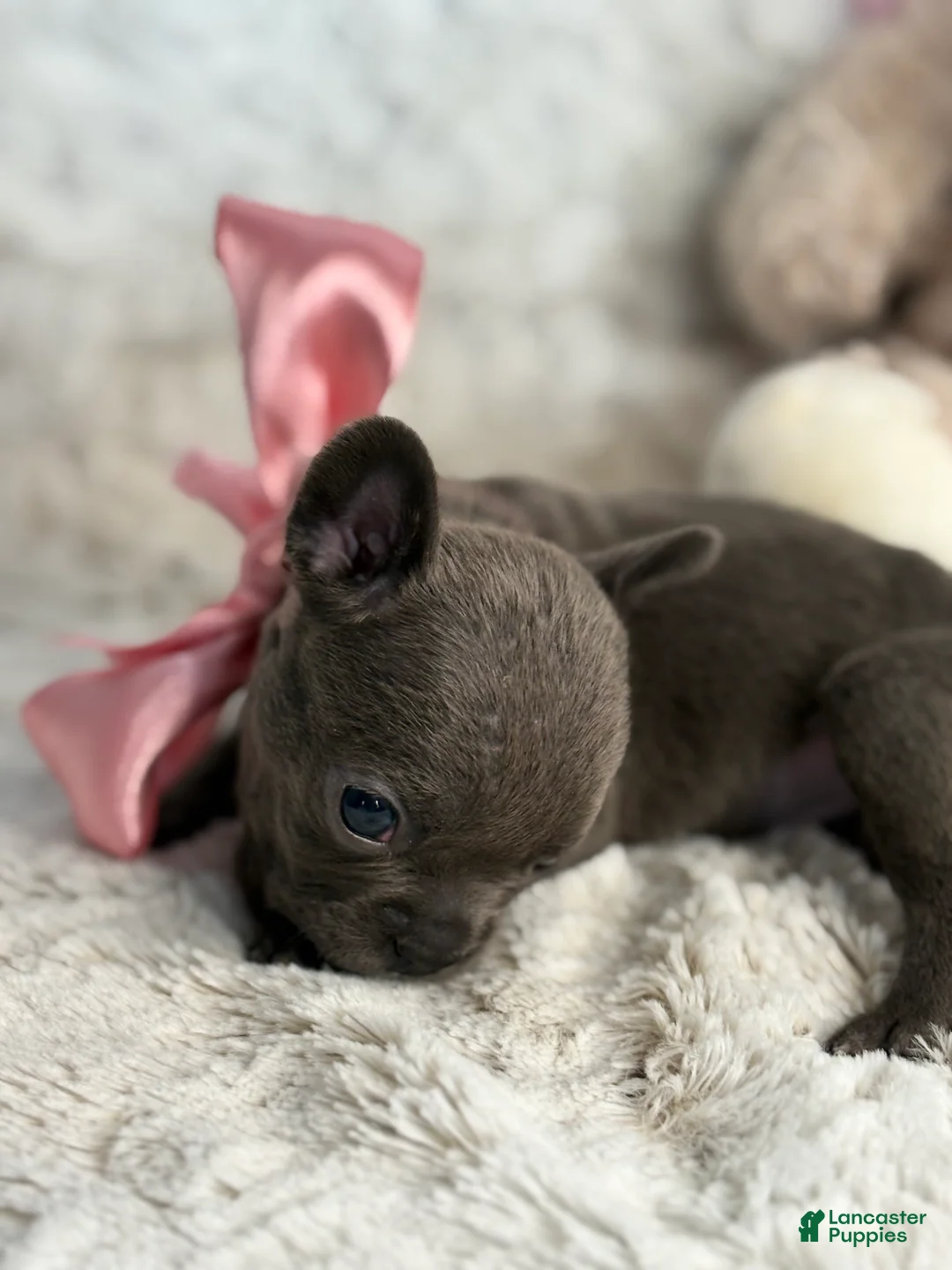 French Bulldog dogs for sale: Charlotte - Ad 6