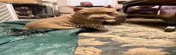 American Bully dogs for sale: American Bully 2 - Ad 22