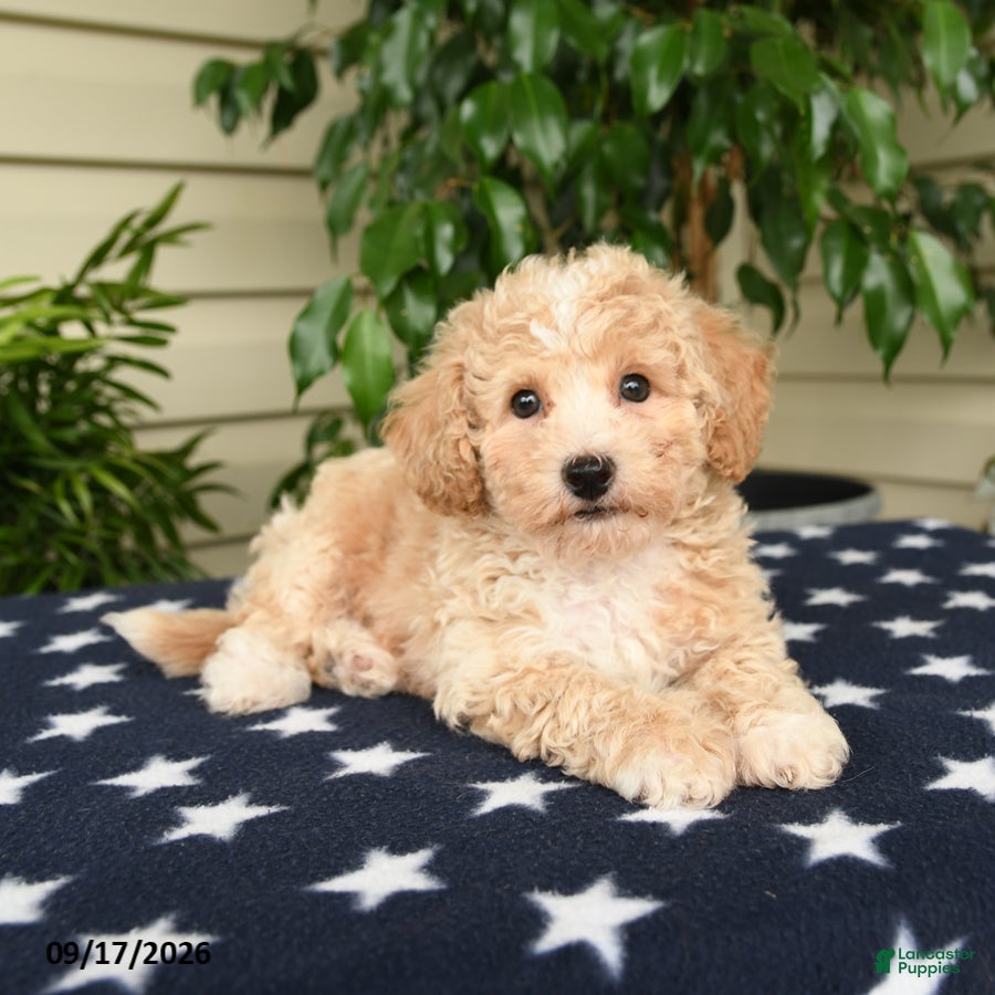 Bichpoo dogs Jordan - Ad 1