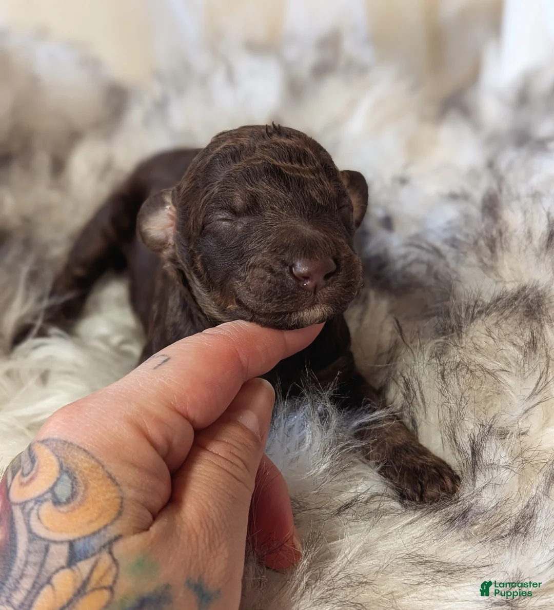 Mixed Breed dogs for sale: ROCKY - Ad 4