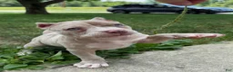 American Bully dogs for sale: Lilac Merle - Ad 4