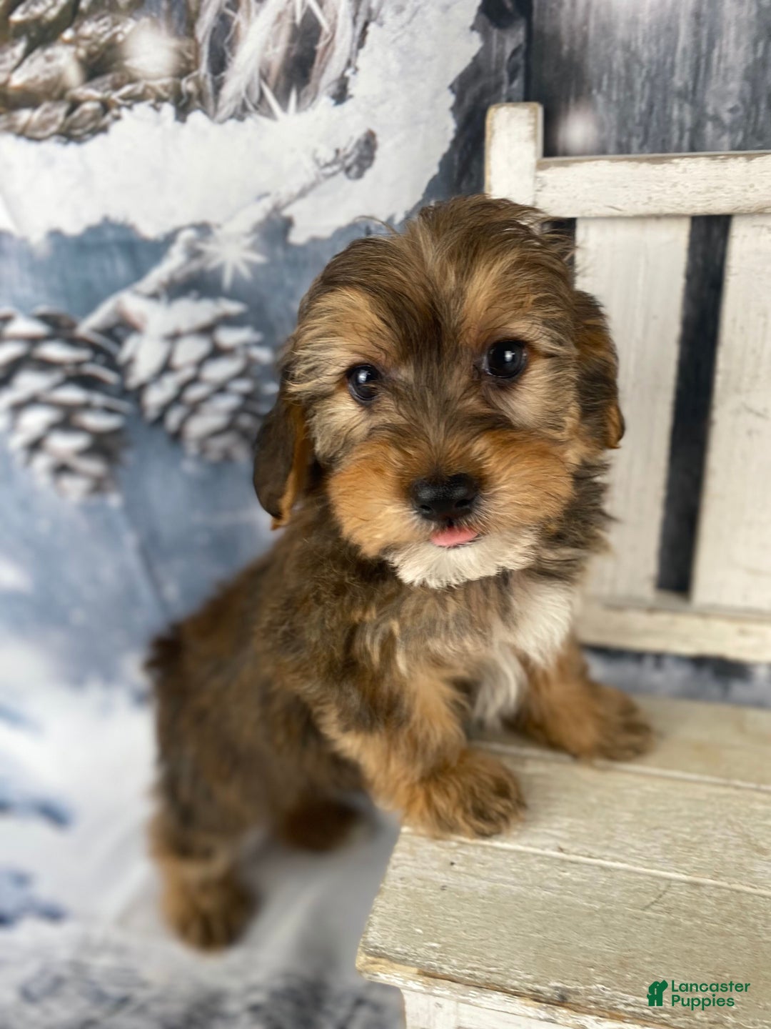 Yorkiepoo dogs for sale: Peanut - Ad 1